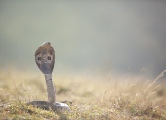 Czy Cobra 8 jest legalna w Polsce?